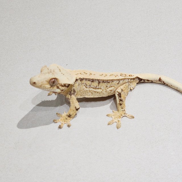 Full Pinstripe Quad Drippy White Spot