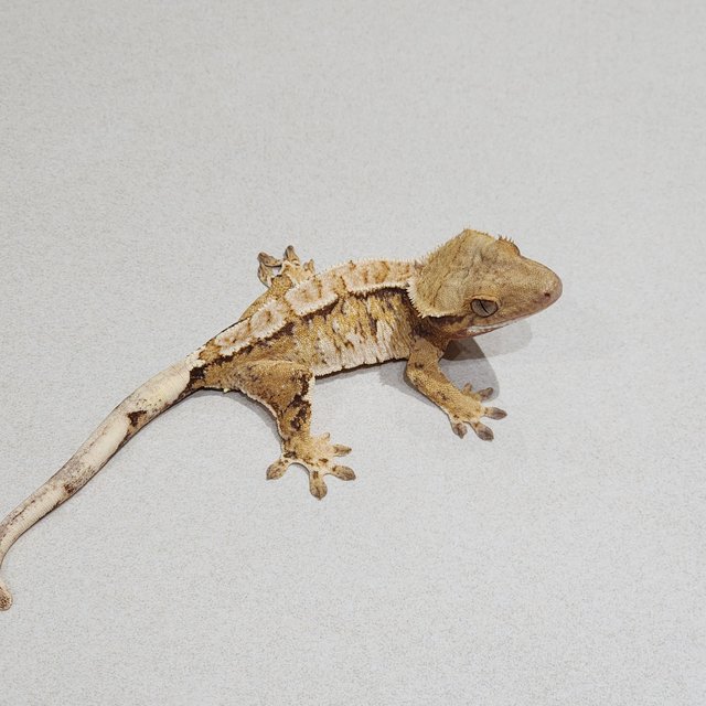 Tri Extreme Harlequin White Spot