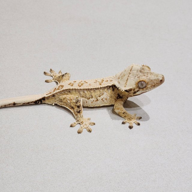 Full Pinstripe Drippy White Spot Quad