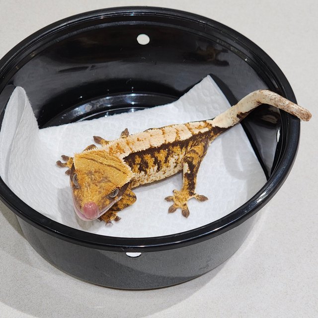 트라이 익스트림할리퀸