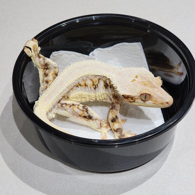 Solid Back Lilly White