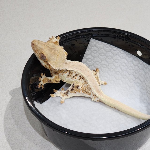 솔리드백 트라이 릴리화이트