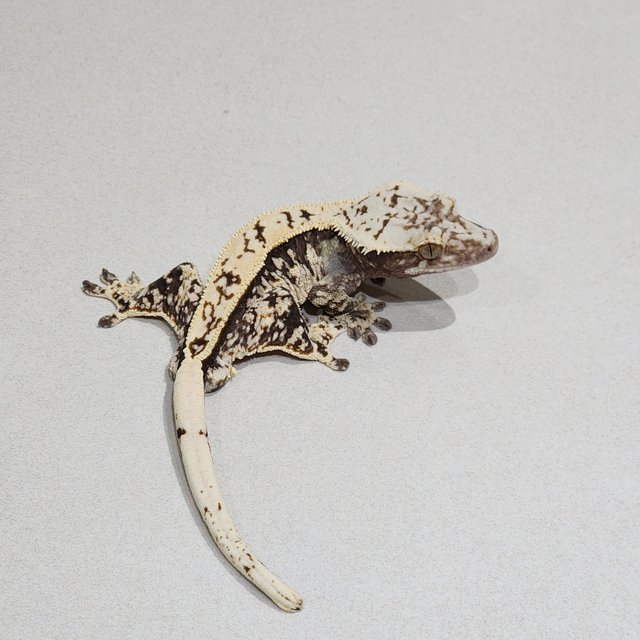 풀핀 블랙 화이트스팟