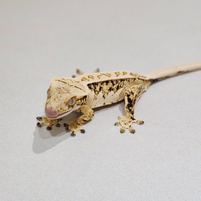 White Crown Drippy Tri White Spot Extreme Harlequin
