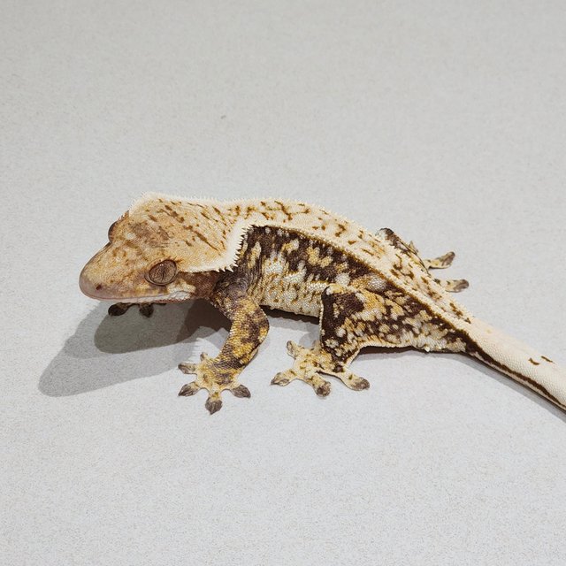 Full Pinstripe Quad Tri Drippy White Spot