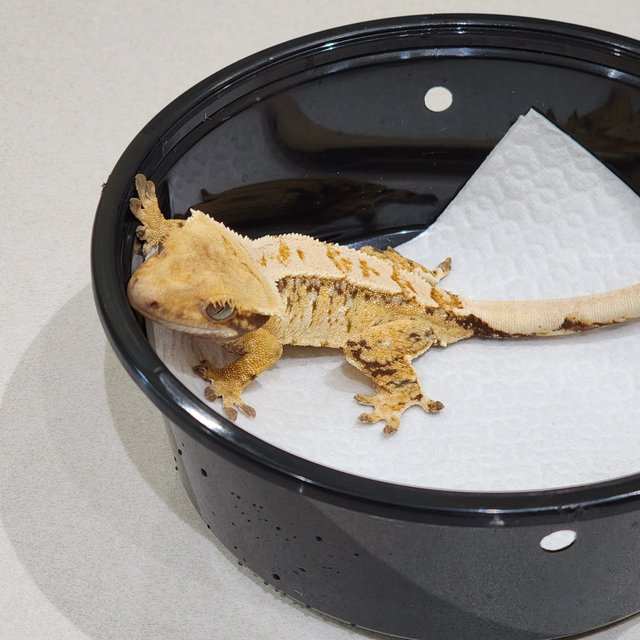 Drippy Tri White Spot