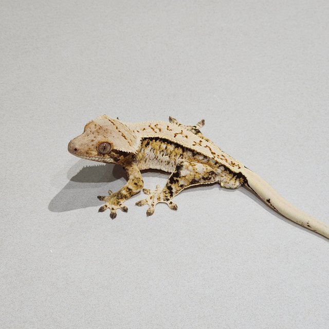 Extreme Harlequin Tri Full Pinstripe