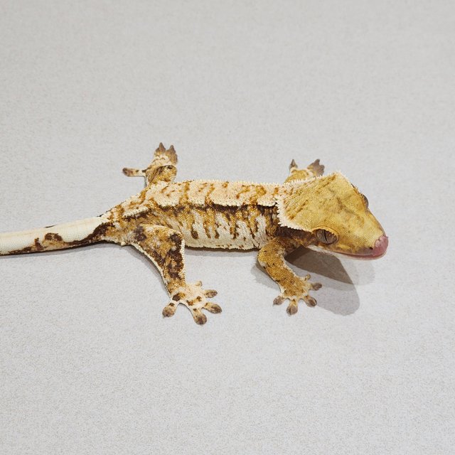 Extreme Harlequin White Spot Tri White Crown