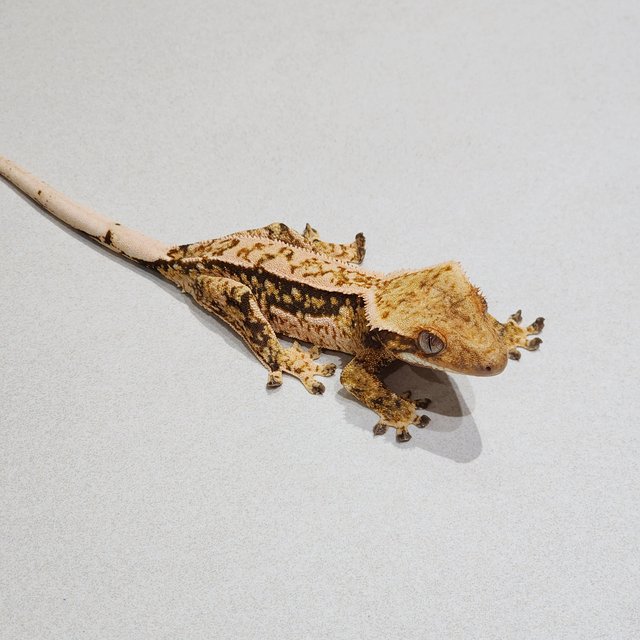 White Crown White Spot Quad