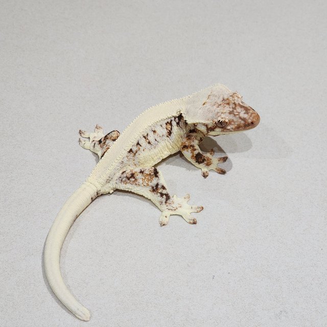 Solid Back Lilly White