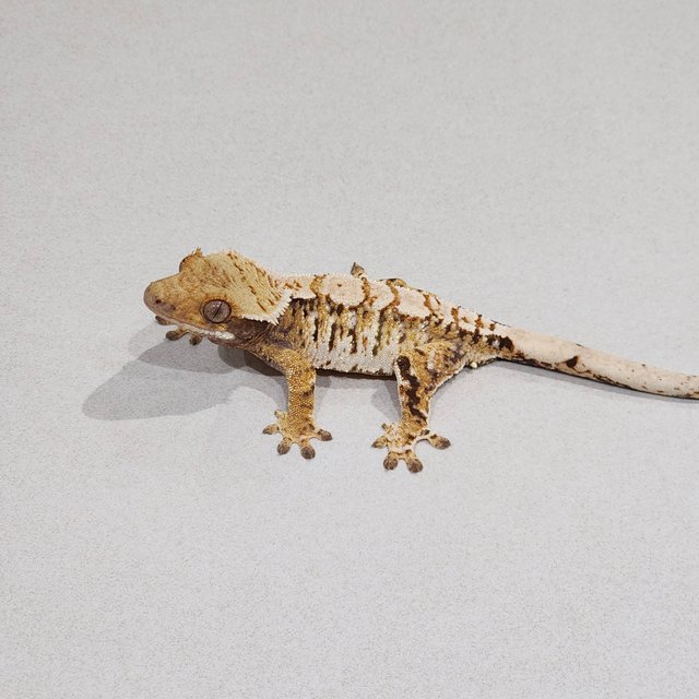 Tri Extreme Harlequin White Pin White Spot