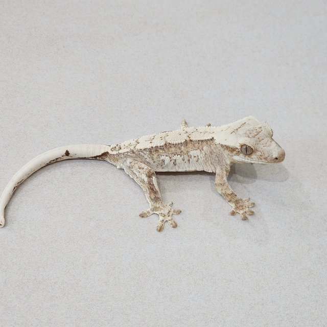 White Spot Drippy Cream