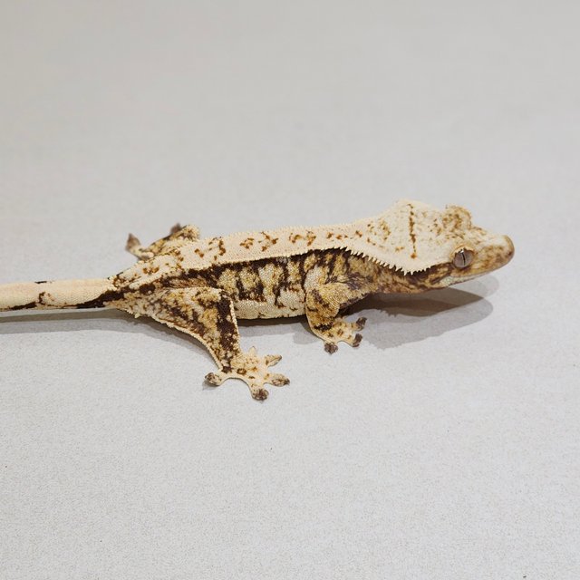 Quad Drippy White Spot