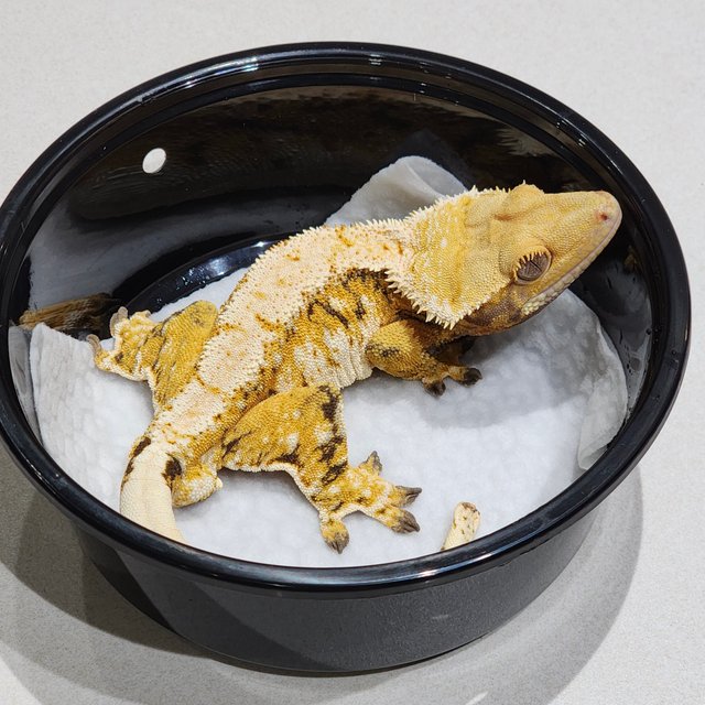 White Spot White Pin Extreme Harlequin White Crown Tri