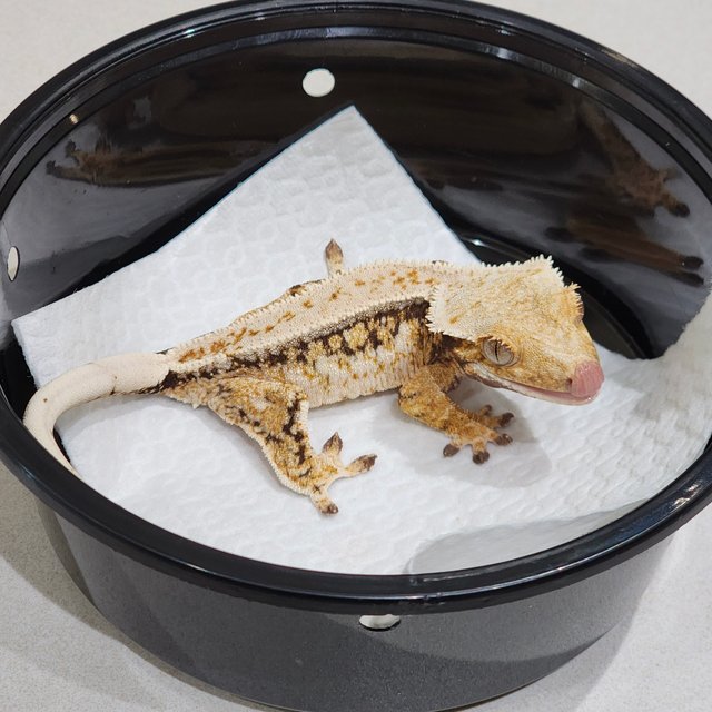 Drippy Tri Quad White Spot White Crown