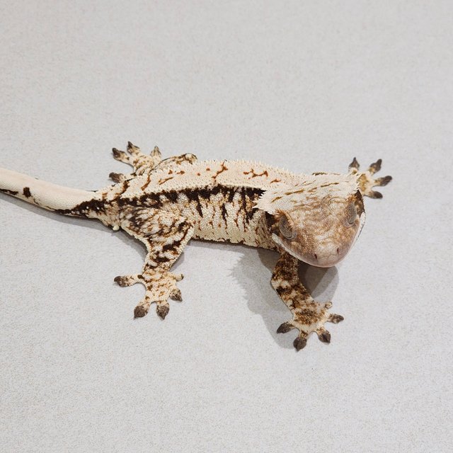Tri Extreme Harlequin White Spot