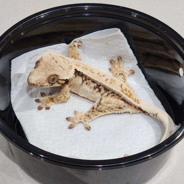 풀핀 드리피 화이트스팟