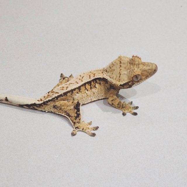 Extreme Harlequin Tri White Spot