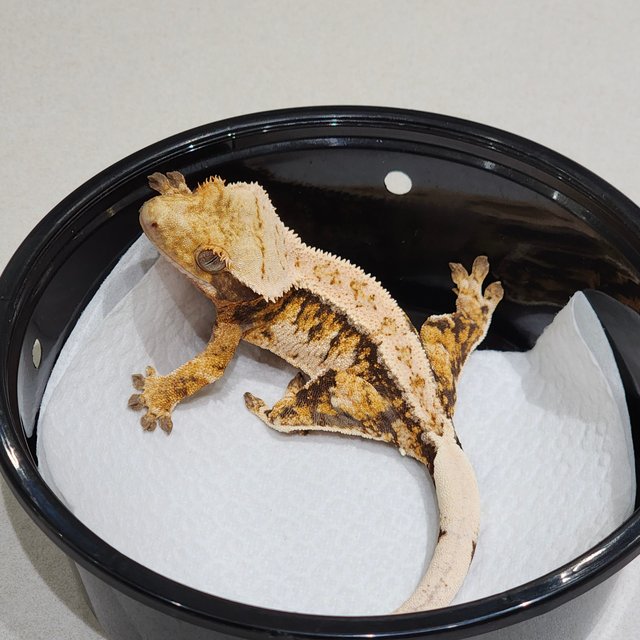 드리피 트라이 익스트림할리퀸 화이트스팟