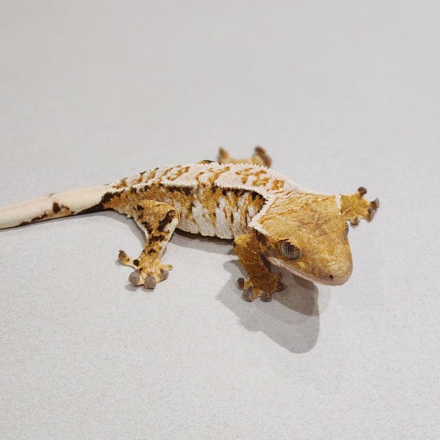 Tri White Crown White Spot Extreme Harlequin