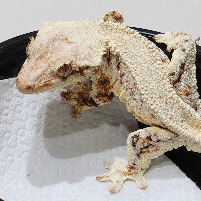 트라이 릴리화이트