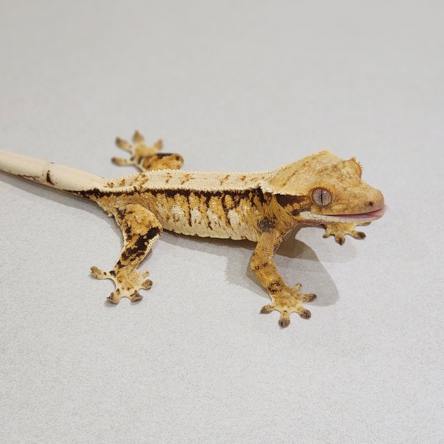 Tri Extreme Harlequin