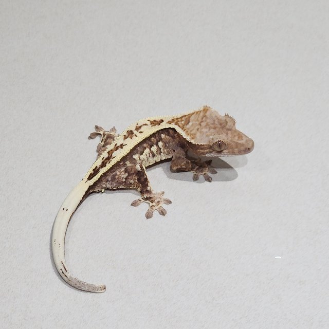 풀핀 화이트핀 카푸치노