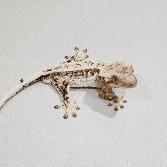 White Pin Drippy White Spot Full Pinstripe Brindle White Crown