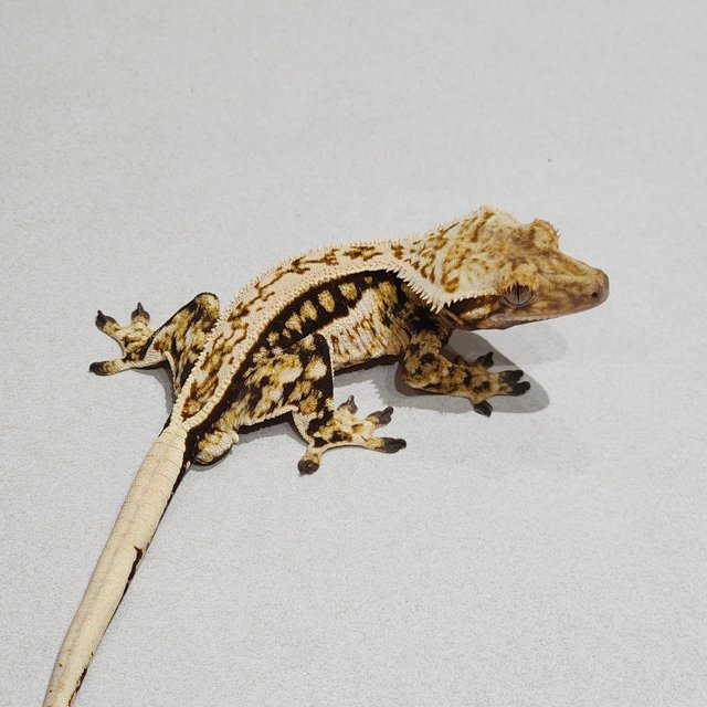 풀핀 트라이 쿼드 화이트핀 젠젝스