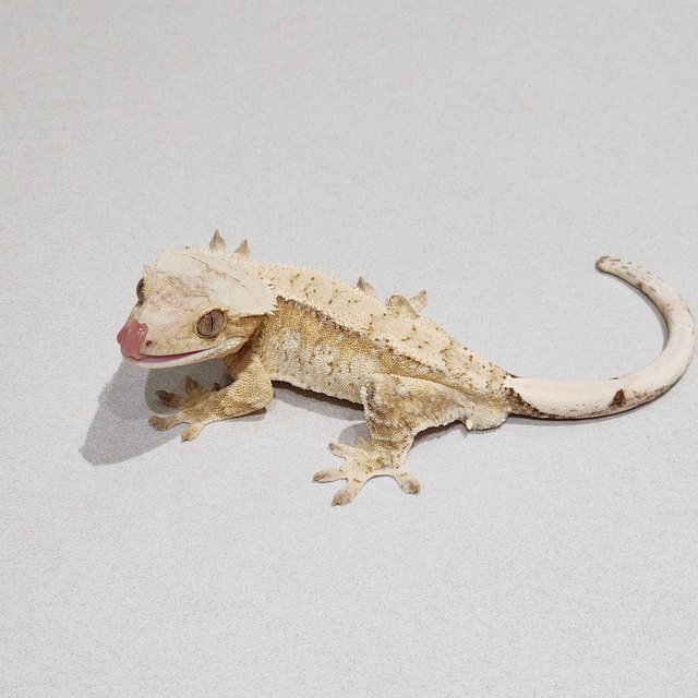 Cream Drippy White Spot