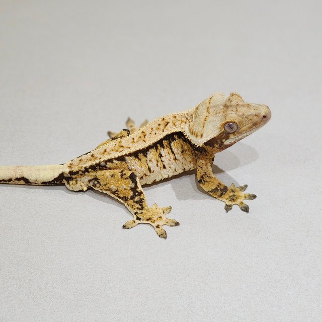 Extreme Harlequin White Crown White Spot Tri