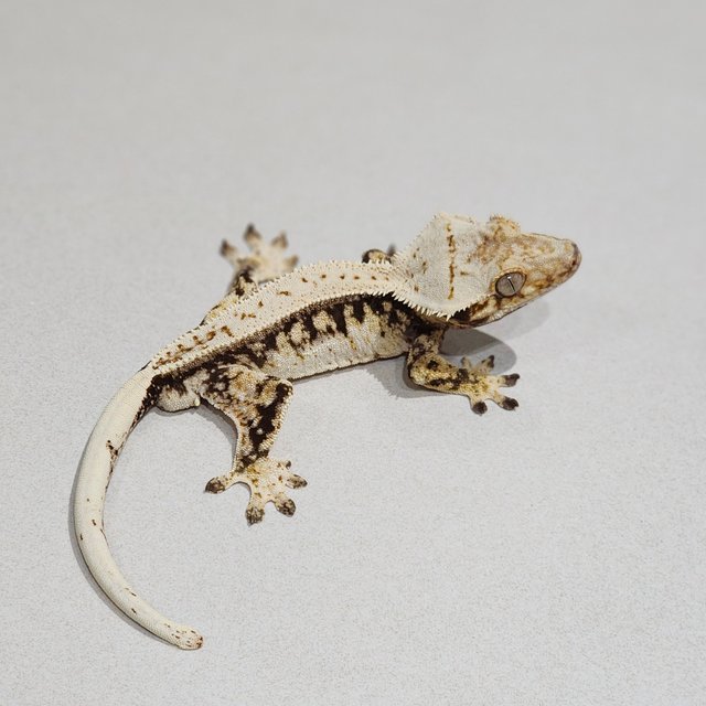 Drippy Quad Full Pinstripe Zengex