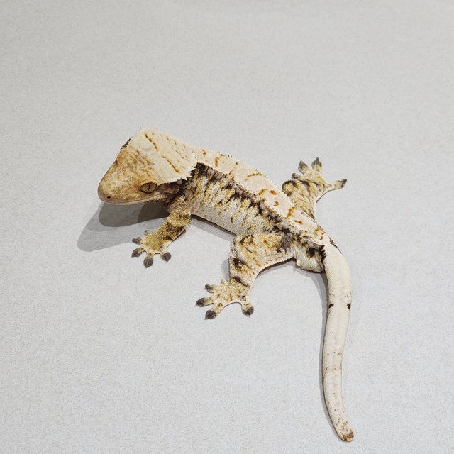 Tri Extreme Harlequin Drippy White Spot