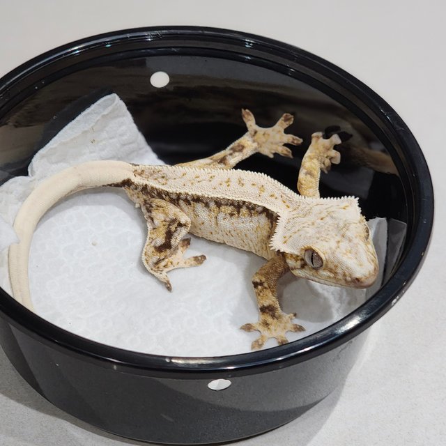 풀핀 드리피 화이트스팟 화이트핀