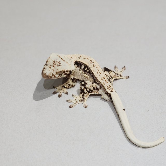 Zengex Drippy Full Pinstripe White Spot