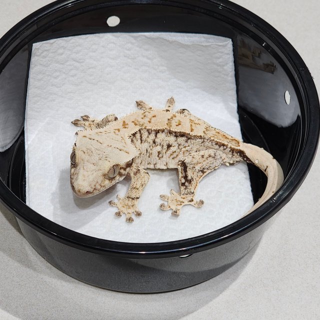 Drippy White Spot Tri