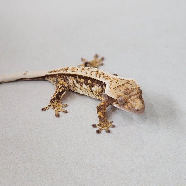 Full Pinstripe Quad White Spot Tri