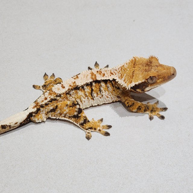 White Spot Extreme Harlequin Tri White Crown