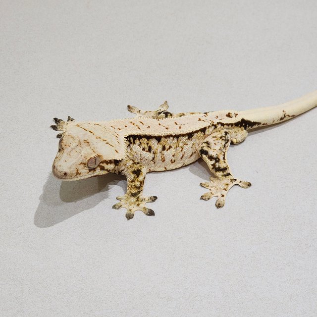 Tri White Spot White Crown Extreme Harlequin