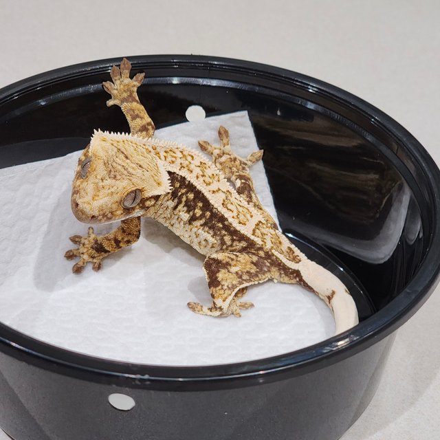 White Crown Drippy Quad White Spot