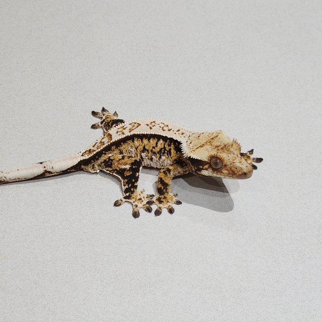 White Pin Tri Extreme Harlequin