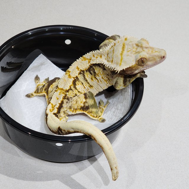 트라이 익스트림할리퀸 화이트크라운