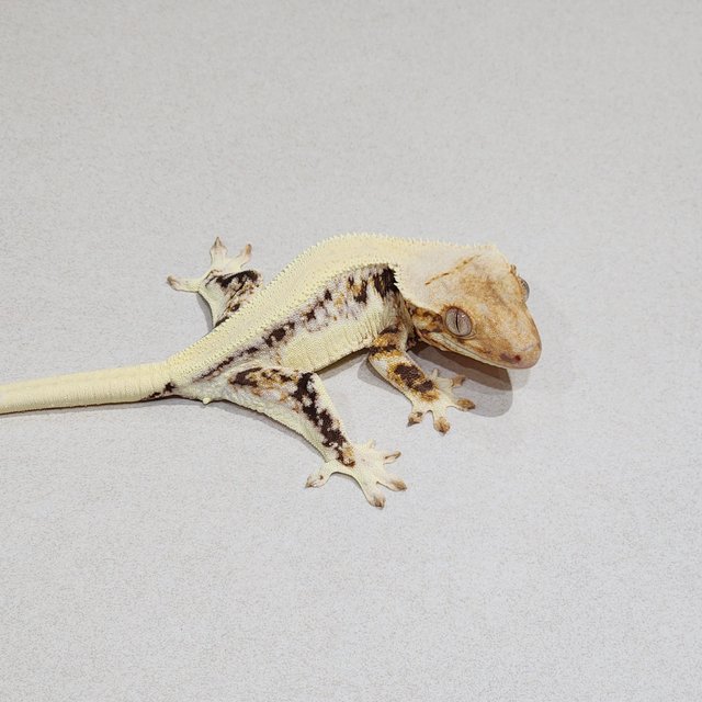 Solid Back Lilly White