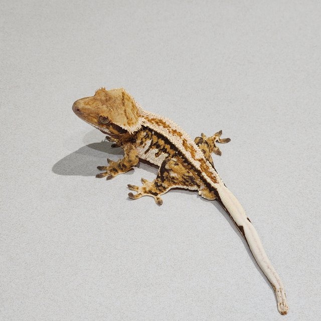 White Pin Tri Extreme Harlequin