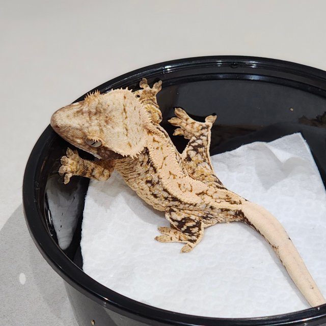 화이트스팟 트라이 익스트림할리퀸 드리피