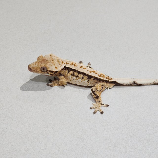 Drippy Tri Extreme Harlequin