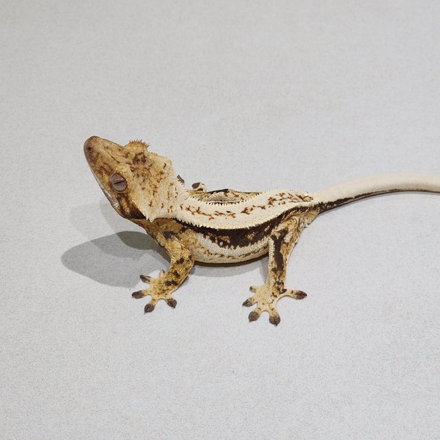 Full Pinstripe Quad White Spot