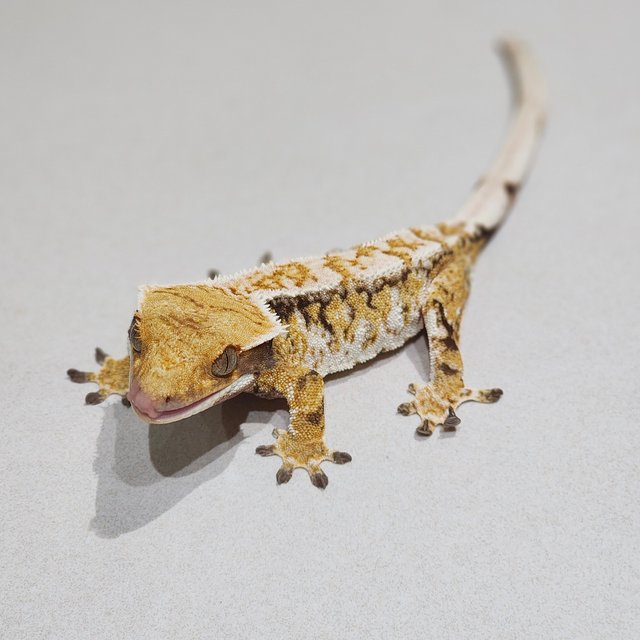 Tri White Crown Drippy Extreme Harlequin