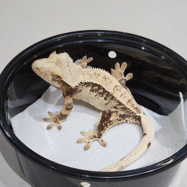 Drippy Full Pinstripe White Spot Quad