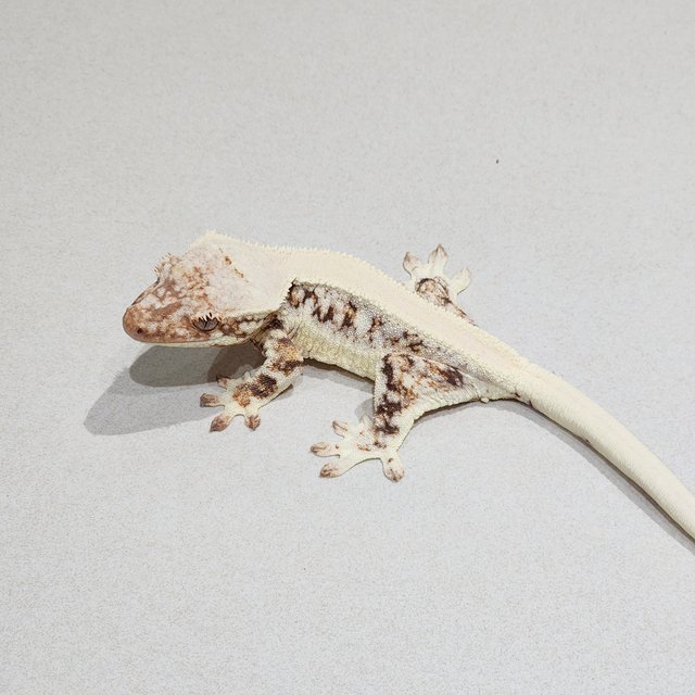 Lilly White Solid Back